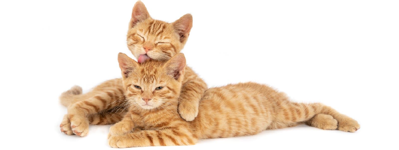 چرا پت شما به بازی و سرگرمیِ هدفمند نیاز دارد؟